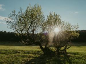 Zadnji_zarki_Rok Deželak